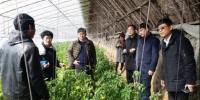 市农业局领导带队调研盘锦碱地番茄生产 - 农业局