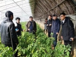 市农业局领导带队调研盘锦碱地番茄生产 - 农业局