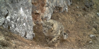 野生动物保护：野生动物“入镜”青海　红外相机拍通天河畔多种动物 - 林业网