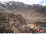 野生动物保护：野生动物“入镜”青海　红外相机拍通天河畔多种动物 - 林业网