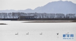野生动物保护：候鸟翱翔北京野鸭湖 - 林业网
