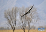 野生动物保护：候鸟翱翔北京野鸭湖 - 林业网