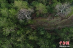图片故事：与树为伴的四个男人 - 林业网