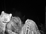 野生动植物：国内首次拍到雪豹捕食牦牛高清视频 - 林业网