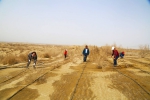 新疆沙漠边城且末治沙20载在沙漠里“圈金” - 林业网