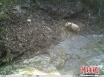 野生动植物：陕西再次发现野生棕色大熊猫 - 林业网