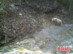 野生动植物：陕西再次发现野生棕色大熊猫 - 林业网