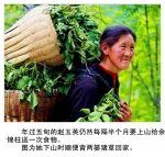 最美林业故事：嫁给护林汉：一个女人36年的挚爱与担当 - 林业网