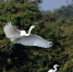 野生动植物：春日里的“鹭鸟王国” - 林业网
