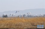 野生动植物：黑河湿地水鸟翔集 - 林业网