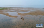 野生动植物：江西首次在鄱阳湖湿地野放麋鹿 - 林业网