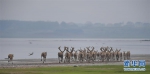 野生动植物：江西首次在鄱阳湖湿地野放麋鹿 - 林业网