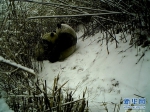 陕西：红外相机记录秦岭大熊猫母子哺乳瞬间 - 林业网