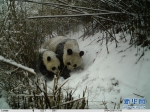 陕西：红外相机记录秦岭大熊猫母子哺乳瞬间 - 林业网