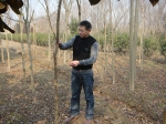 最美林业故事：林中，“保健医生”在巡诊 - 林业网