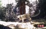 [野生动植物]西藏藏东今年首季度捕捉56次雪豹活动影像 - 林业网