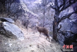 [野生动植物]西藏藏东今年首季度捕捉56次雪豹活动影像 - 林业网