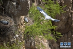 [野生动植物]山西平陆：峭壁上飞舞的精灵 - 林业网