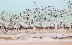 [野生动植物]广西防城港红树林保护区鸟类7年增加88种 - 林业网