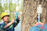 北京杨柳飞絮高峰期将至　工作人员为柳树“打针” - 林业网
