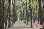 [林业扶贫]民权林场申甘林带：一棵树摇动另一棵树 - 林业网