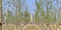 河北省今年已完成营造林326.9万亩 - 林业网