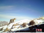 [野生动植物]青海阿尼玛卿地区首组雪豹“靓照”发布 - 林业网