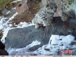 [野生动植物]青海阿尼玛卿地区首组雪豹“靓照”发布 - 林业网
