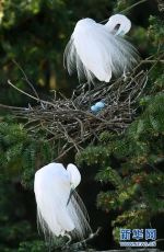 [野生动植物]鄱阳湖畔白鹭进入孵化繁殖期 - 林业网