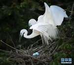 [野生动植物]鄱阳湖畔白鹭进入孵化繁殖期 - 林业网