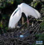 [野生动植物]鄱阳湖畔白鹭进入孵化繁殖期 - 林业网