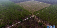 河南民权：三代造林人接力68年播绿黄河故道 - 林业网