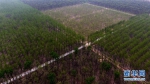 河南民权：三代造林人接力68年播绿黄河故道 - 林业网