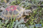 [野生动植物]新疆加大对濒危物种四爪陆龟的保护力度 - 林业网