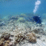 澳大利亚拨款5亿美元保护大堡礁 免受气候变化影响 - News.Cntv.Cn