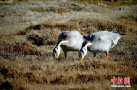 [野生动植物]青海可鲁克湖-托素湖自然保护区内珍稀鸟类成群 - 林业网