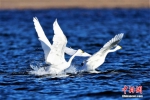 [野生动植物]青海可鲁克湖-托素湖自然保护区内珍稀鸟类成群 - 林业网