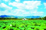 北京：湿地复苏皆绿妆　菱叶浮水见鱼翔 - 林业网