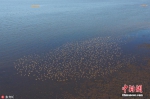 [野生动植物]青岛环湾湿地迎上万只黑腹滨鹬过境　十分壮观 - 林业网