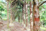 福建省杉木育种水平领先全国 - 林业网