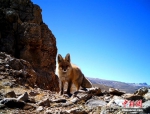 [野生动植物]西藏藏北监测到雪豹等珍稀野生动物影像 - 林业网