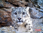 [野生动植物]西藏藏北监测到雪豹等珍稀野生动物影像 - 林业网