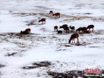 [野生动植物]可可西里数千只藏羚羊雪中觅食 - 林业网