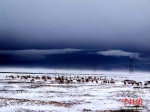 [野生动植物]可可西里数千只藏羚羊雪中觅食 - 林业网