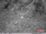 [野生动植物]红外相机在澜沧江源头区域捕捉到兔狲活动影像 - 林业网
