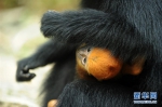 [野生动植物]麻阳河保护区：黑叶猴喜添丁 - 林业网