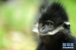 [野生动植物]麻阳河保护区：黑叶猴喜添丁 - 林业网