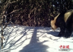 [野生动植物]探访“大熊猫爱情走廊” 时隔6年再次拍到大熊猫活体 - 林业网