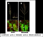 朱作峰教授课题组揭示非洲水稻驯化中落粒性丧失的机制 - 农业大学