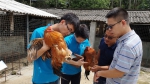 百名博士老区行丨港口区光坡鸡品种提纯复壮项目启动 - 农业大学